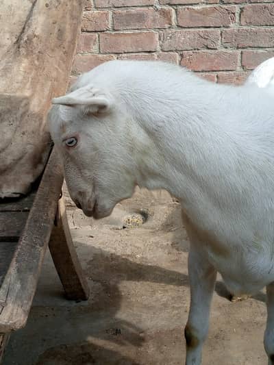 pure white khassi tedda