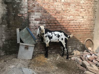 Beetal bakra full active