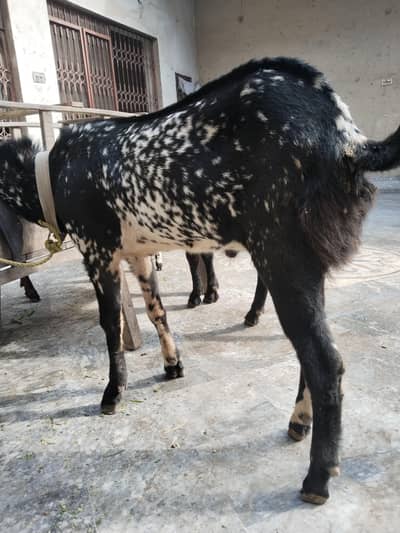 aandal Bakra
