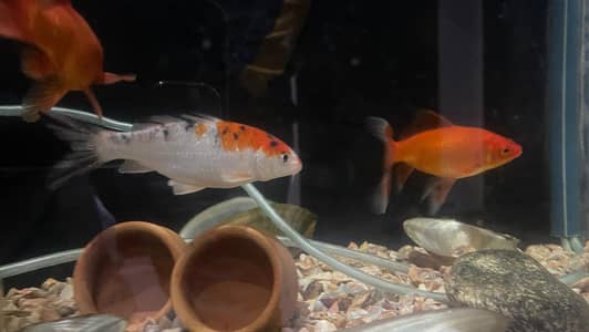 goldfish and koi fish