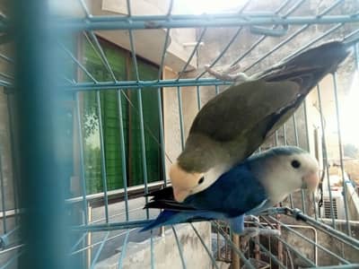 DD Aqua x Voilet split Aqua Breeder Rosicoli Pair, BW Male