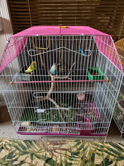 Blue Lovebirds Pair Male And Female Aur American Parrot Budgie Male