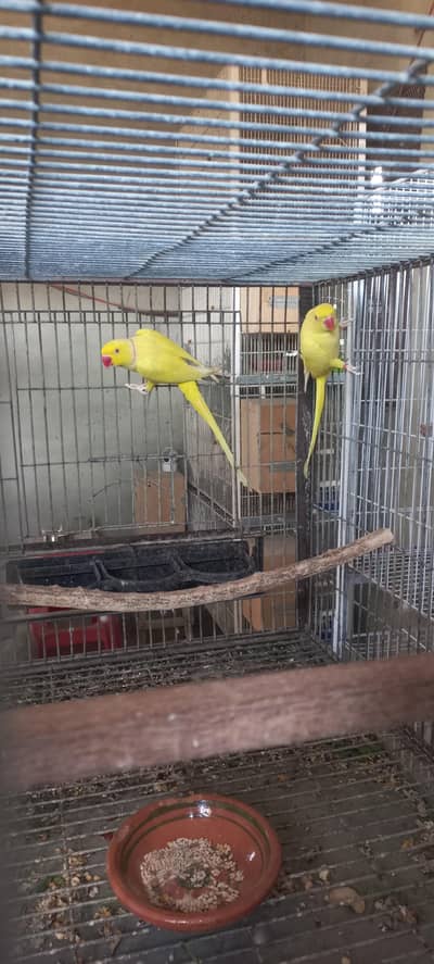 yellow ringneck pair