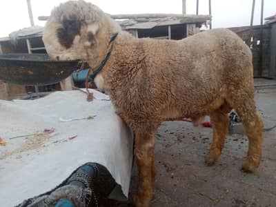 VIP Lakha mundra sale he  03098287558