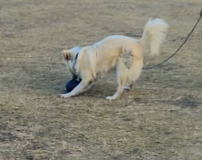 Pursion dog fully hair nice dog