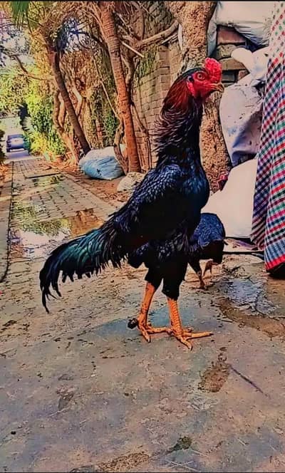 Black japnice Shamu male with peela Zareela Aseel