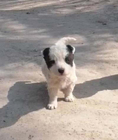 Russian x poodle male pup