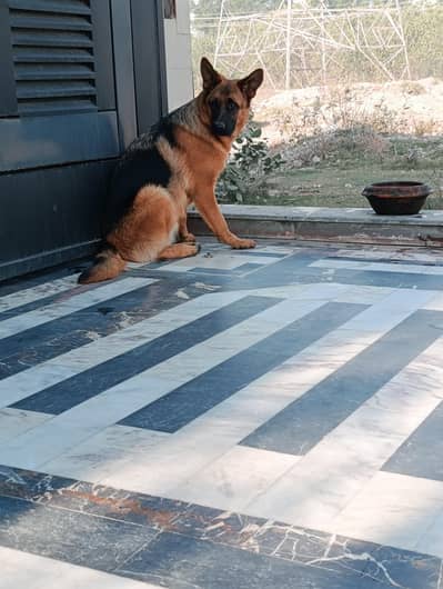 German shaperd king Bread