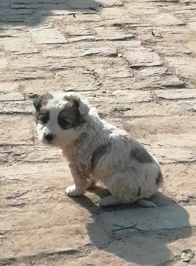 poodle male pup for sale