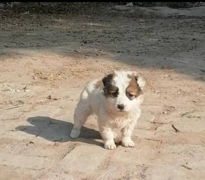 russian female pup zero size