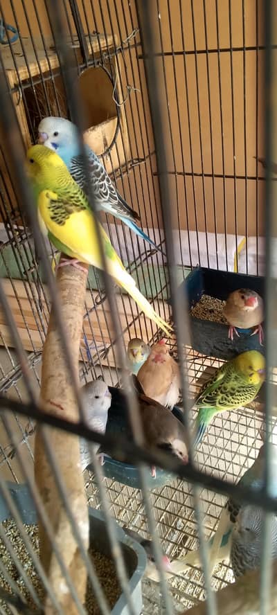 5500 my  16 Australian  pathy read full ad plz