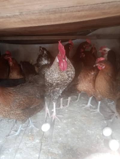 golden misri hen egg ling granti ryt final hy