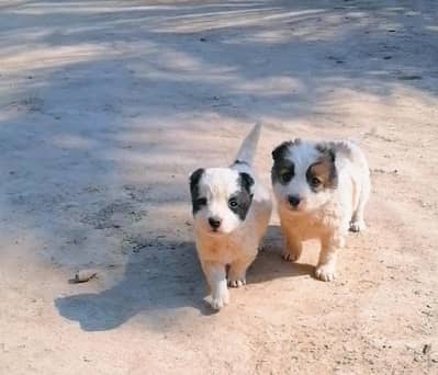 russian pair zero size