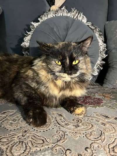 Persian black and brown check