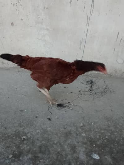 dasi aseel cross breed