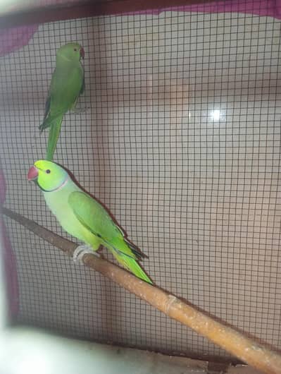 ring neck pair  +  box and cage for sale