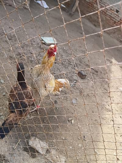 Aseel amroha with santol colour