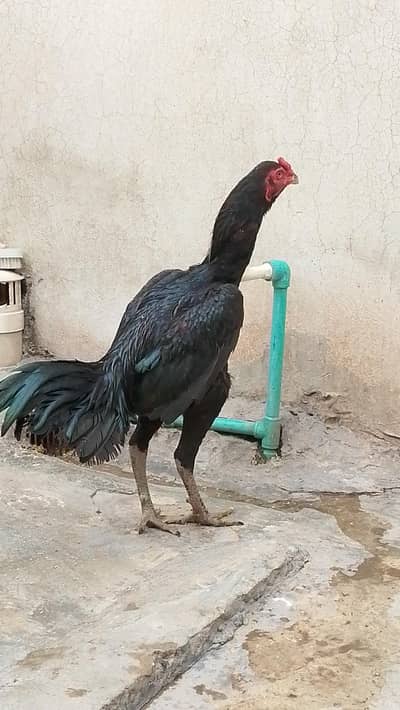 pakoya cross dragon long hight bird