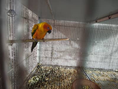 Sun conure and pineapple breeder pair