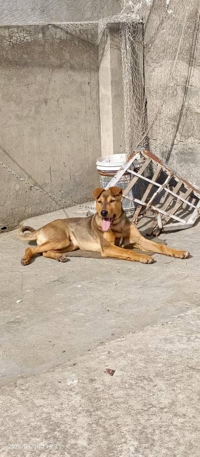 Strong and Active guard dog best for Cattle and Poultry farms