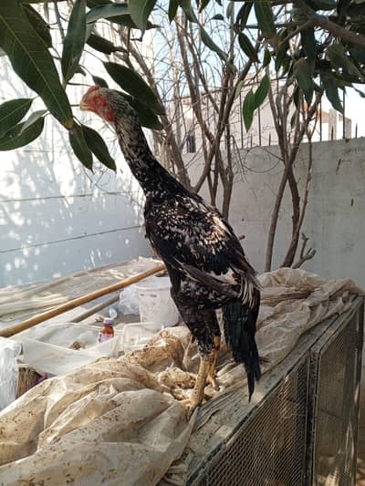 parrot beak shamo cross dragon Turkish