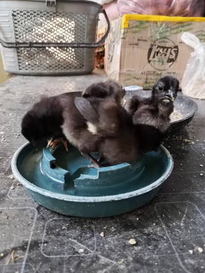 thai dragon chick 03014237451 call me