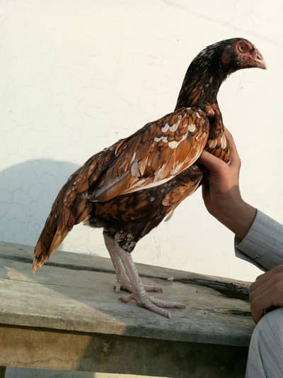 Peela cheena female for sale