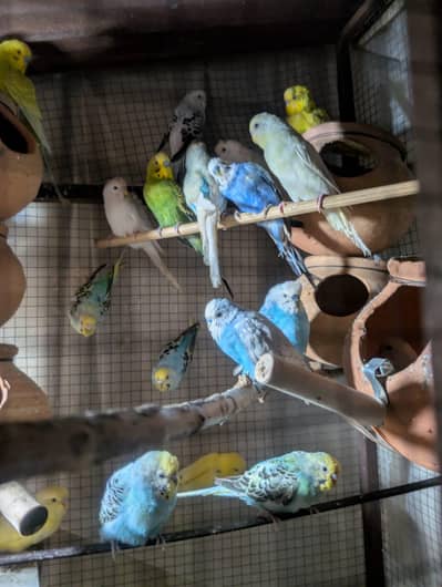 Australia breeder colony