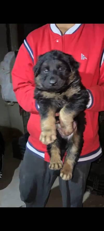 GERMAN SHEPHERD PUPPY AVAILABLE FOR SALE