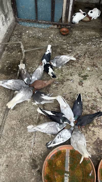 Lahori Sherazi and Desi pegions