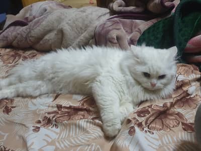 Perssion Tripple coat Lion Face For Stud