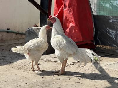Golden misri & desi male female egg laying up for sale
