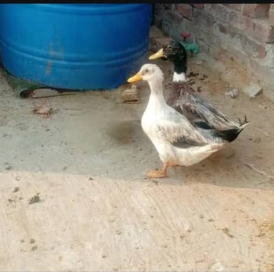 Ducks Pair for sale