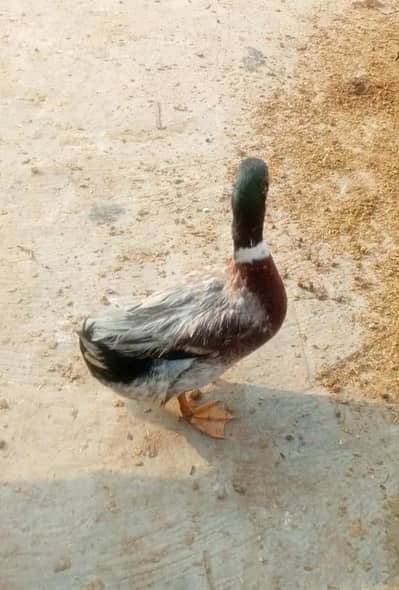 Only Male Duck for sale