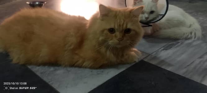 Ginger loving,sensitive male cat