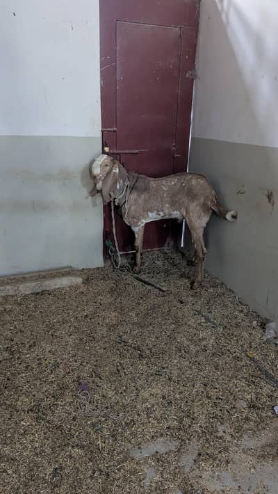 goats for sale