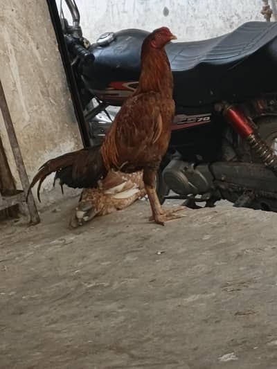 pure aseel male 7 month patha