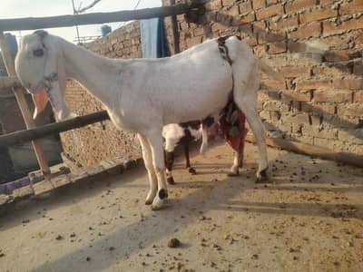 pure Rajnpuri Goat | Rajanpuri faisalabadi |  with path | female goat