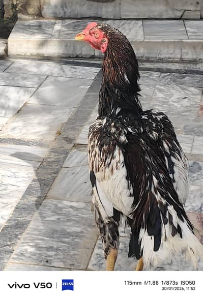 aseel murga ghar ka for sale location khushab