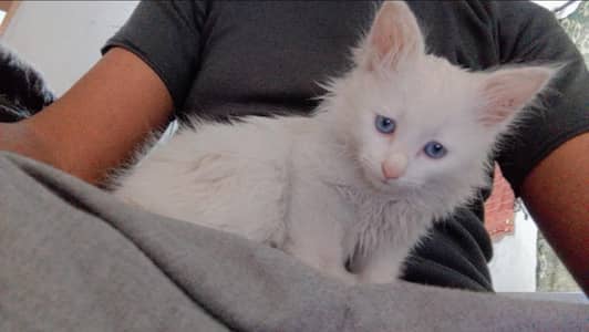 Persian kitten Double coated Doll face Female