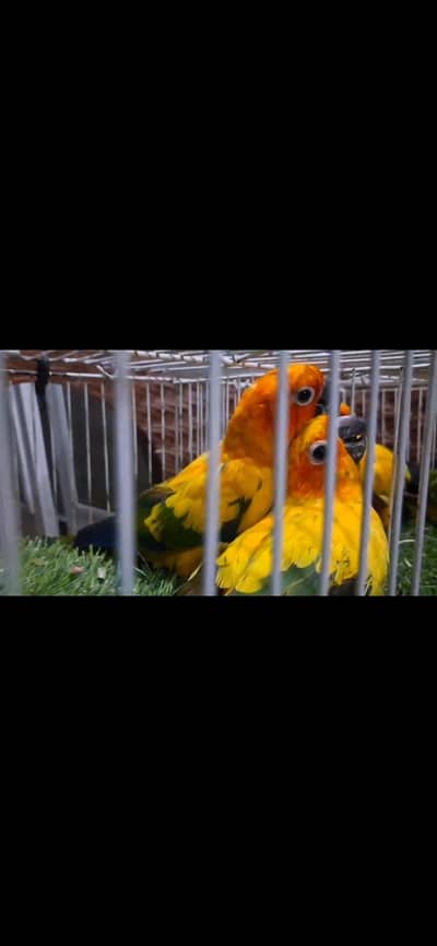 Sun Conure breeder pairs