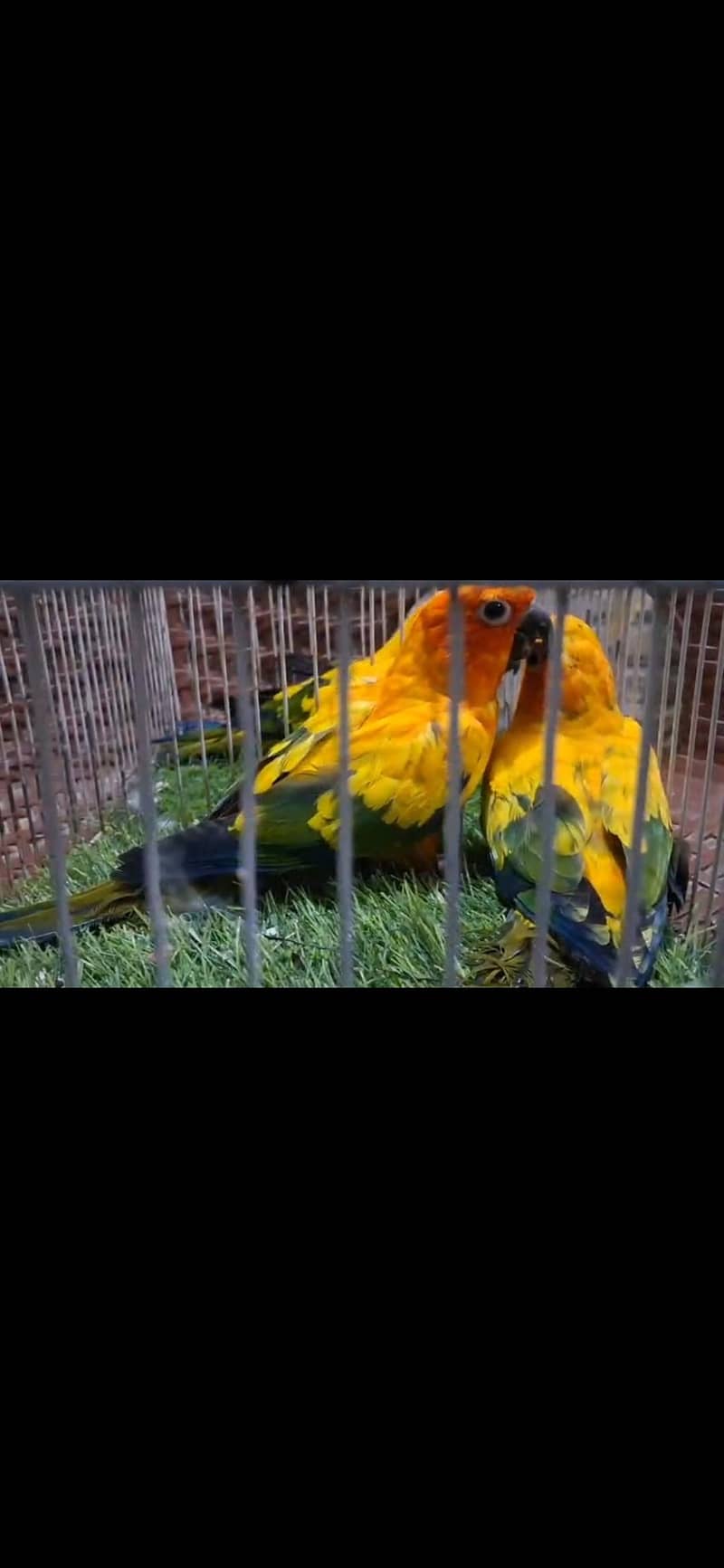 Sun Conure breeder pair 1