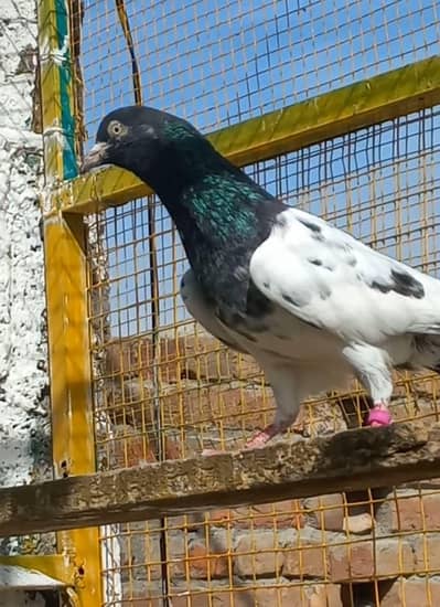 Teddy breeder narr urgent sale