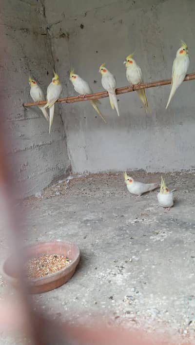 cocktail pair for sale