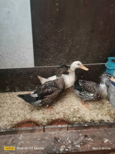 2 male ducks 1 female