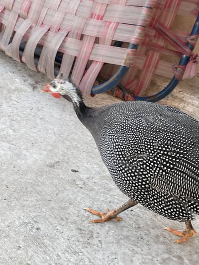Guinea fowls pair for sale
