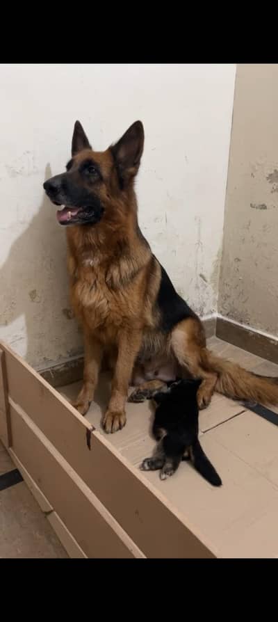German shepherd pedigree breeder female for sale