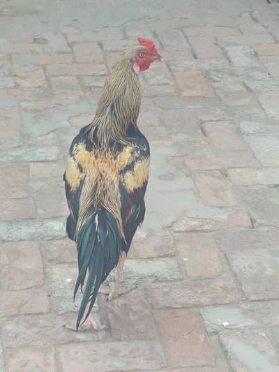 pure aseel murga for sale