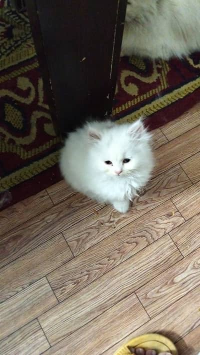 Persian Triple Coated  Kitten For Sale