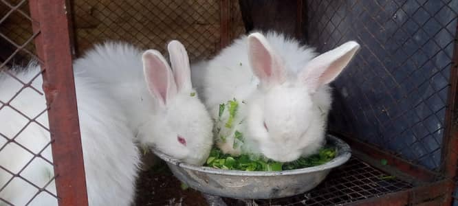 Angora Rabbits for Sale pairs